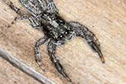 Jumping Spider (Ocrisiona leucocomis) (Ocrisiona leucocomis)